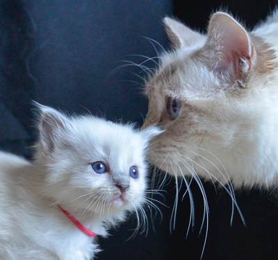 Samantha with newborn kittens